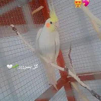 عروس هلندی