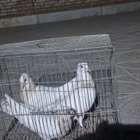 طوقی