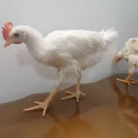 خروس سفید خانگی تمیز