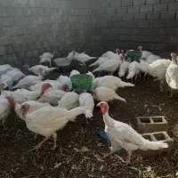 بوقلمون گوشتی