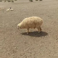 بره