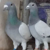 کبوتر فسا