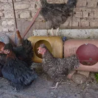 مرغ تخمگذار