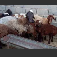 قوچ‌همو‌‌تخمی