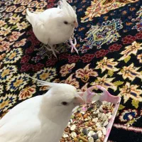 عروس هلندی