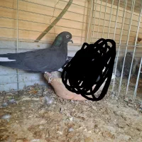 کبوتر زاغ تو دم سفید