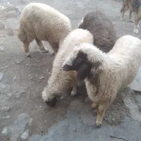 بره‌‌نر‌داشتی