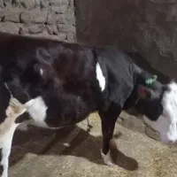 گوساله‌ماده‌