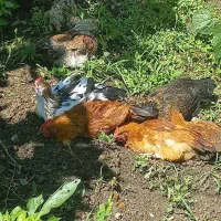 نیمچه مرغ و خروس گلین، پنگوئنی، پاپر