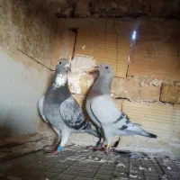 کفتر موریس  مسافتی پلاکی المانی