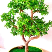 بنسای کراسولا خرفه ای