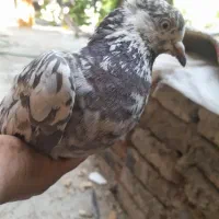 کبوتر