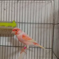 قناری موزاییکی اورجینال سرخ نر و ماده موزاییکی