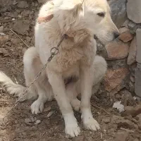 واگذاری