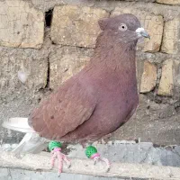 کفتر سرخ دم سفید