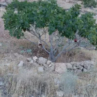 فروش قطعه باغ انجیر