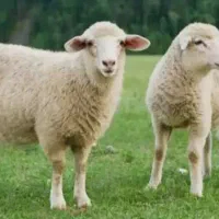 گوسفند زنده