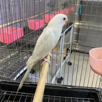 پرنده سرای آرا