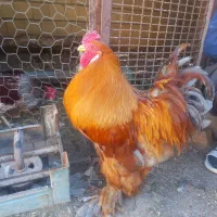 مرغ و خروس برهما جوان