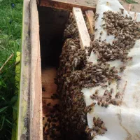 زنبور فروشی