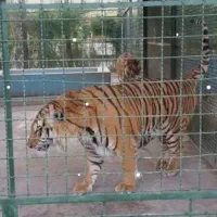 بلیط باغ وحش ارومیه