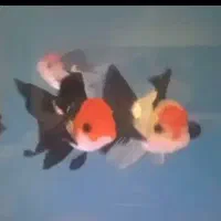 گلدفیش خاص