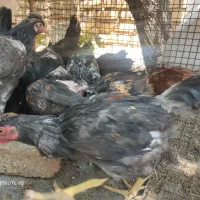 جوجه خروس دارویی