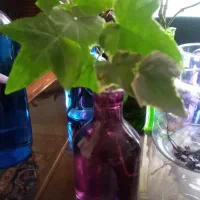 گل و گلدان های رنگی شیشه ای