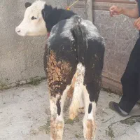 گوساله سیمینتال مونت بیلیارد