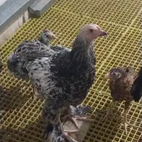 مرغ و خروس