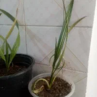 نهال خرما