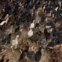 جوجه گلپایگان
