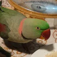 طوطی گم شده