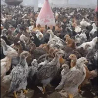 عمده جوجه محلی خانگی