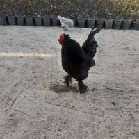 خروس سلطان