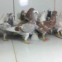 جوجه ابلق