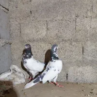 کبوتر