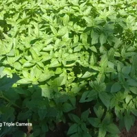 سبزی محلی|خدمات باغبانی و درختکاری|بیرجند, |دیوار
