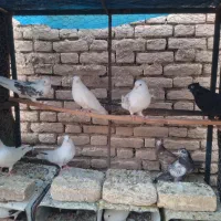 تعدادی کفتر اصیل