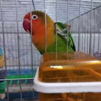 کوتوله برزیلی