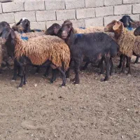 میش چاق|حیوانات مزرعه|بالا ولایت, |دیوار