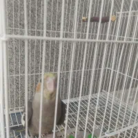 جوجه عروس سرلاکی