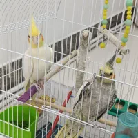عروس