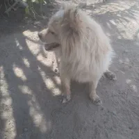 سگ پامر
