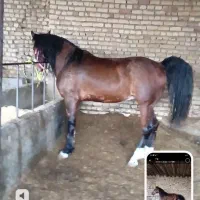 فروش وخریده اسبه پالونی 23