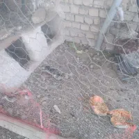 مرع بوقلمون