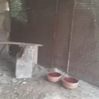 قفس|لوازم جانبی حیوانات|بوشهر, |دیوار