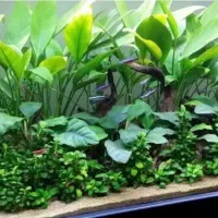 نصب و سرویس آکواریوم تترا فیش