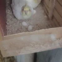 عروس هلندی مولدچهارتخم