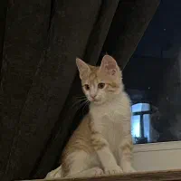 گربه ماده ۲ماهه